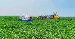 কচুরিপানার স্তূপে থমকে ফেরি, বাঞ্ছারামপুর-আড়াইহাজার নৌপথে চরম ভোগান্তি