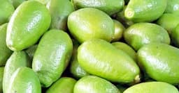 রোজার আগেই সেঞ্চুরি হাঁকাল লেবু