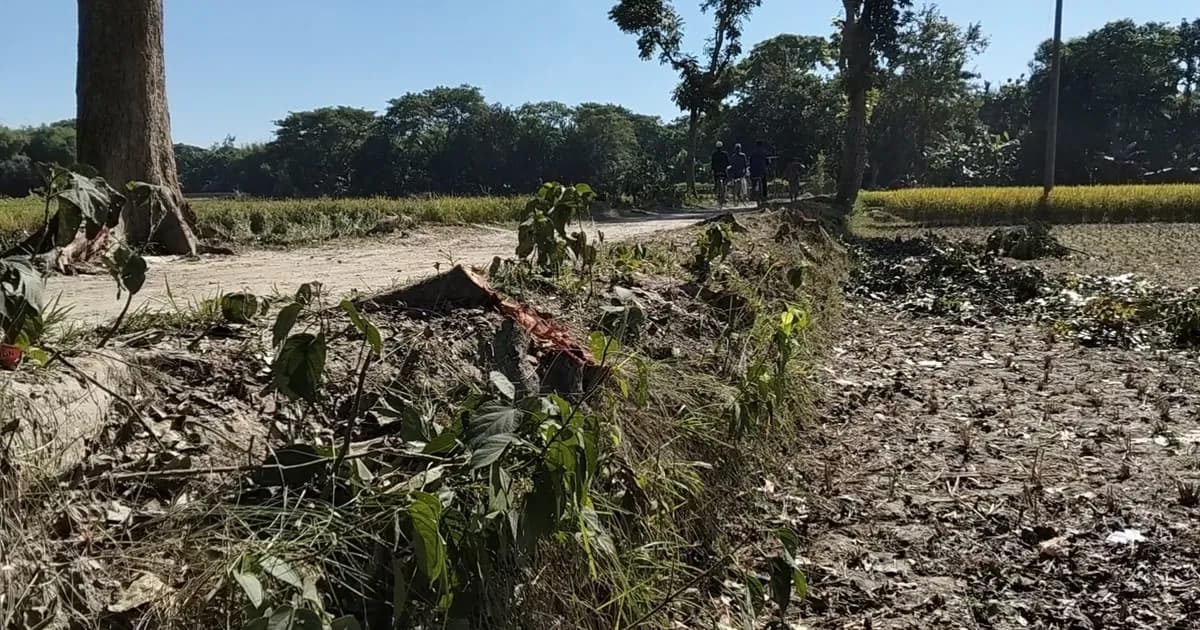 কেন্দুয়ায় এলজিইডি সড়কের ৩১ মেহগনি গাছ কাটার অভিযোগ