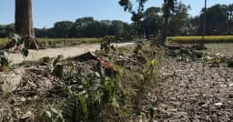 কেন্দুয়ায় এলজিইডি সড়কের ৩১ মেহগনি গাছ কাটার অভিযোগ