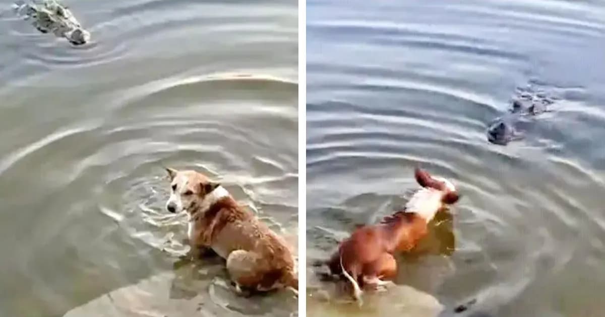 কুকুরটি জলাতঙ্কে আক্রান্ত ছিল, কুমিরের সামনে কেউ ফেলে দেয়নি