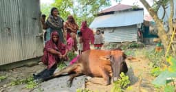 শরণখোলায় গাভীর ওপরে কুমিরের হামলা