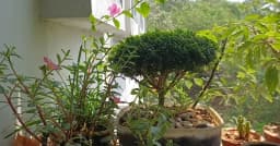 গাছের ছোঁয়ায় বদলে যাচ্ছে কুমিল্লা বিশ্ববিদ্যালয়ের শিক্ষার্থীদের জীবন