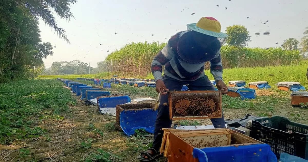 বরিশালে সরিষার বাম্পার ফলন, মধু সংগ্রহে নেই উদ্যোগ