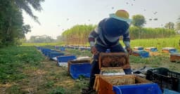 বরিশালে সরিষার বাম্পার ফলন, মধু সংগ্রহে নেই উদ্যোগ