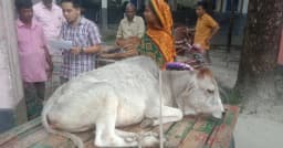 ডিমলায় লাম্পি রোগের ভয়াবহ প্রাদুর্ভাব, এক মাসে ৮০ গরুর মৃত্যু