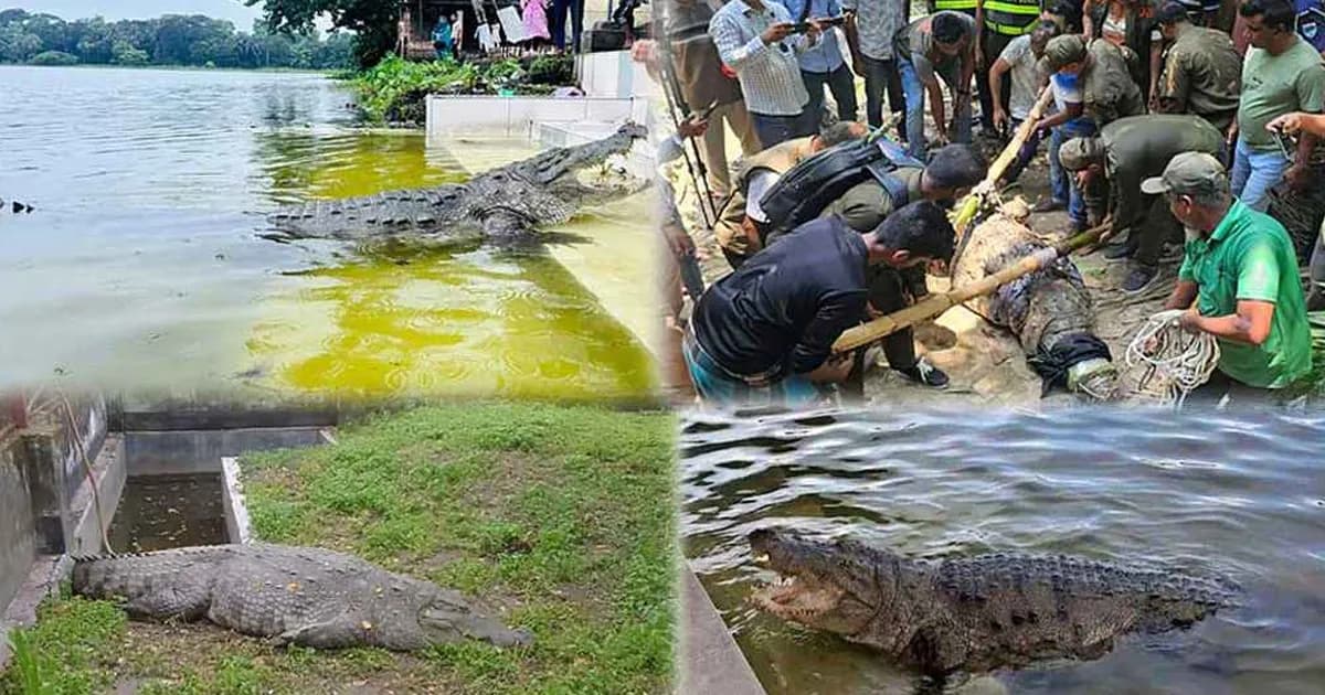 ২ মাসেও খাবার গ্রহণ করেনি খানজাহান আলী মাজারের সেই কুমির