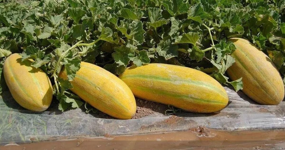 বাঙ্গি খাওয়ার স্বাস্থ্যগুণ: প্রতিদিনের খাদ্যতালিকায় রাখলে কী সুবিধা