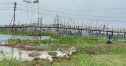 ধামরাই-সিঙ্গাইর সংযোগে সেতুর অভাবে দুর্ভোগে ৩০ গ্রামের মানুষ