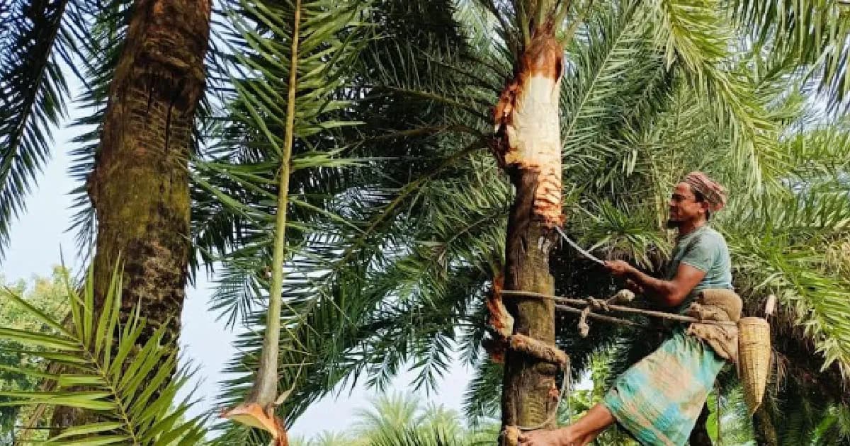 মহেশপুরে খেজুর রসে মেতে উঠছে গ্রামীণ জনপদ