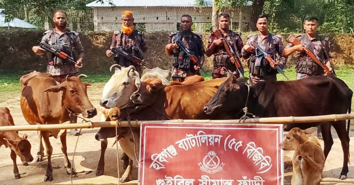 চুনারুঘাট সীমান্তে ভারতীয় গরু প্রবেশে লোকসানে খামারিরা