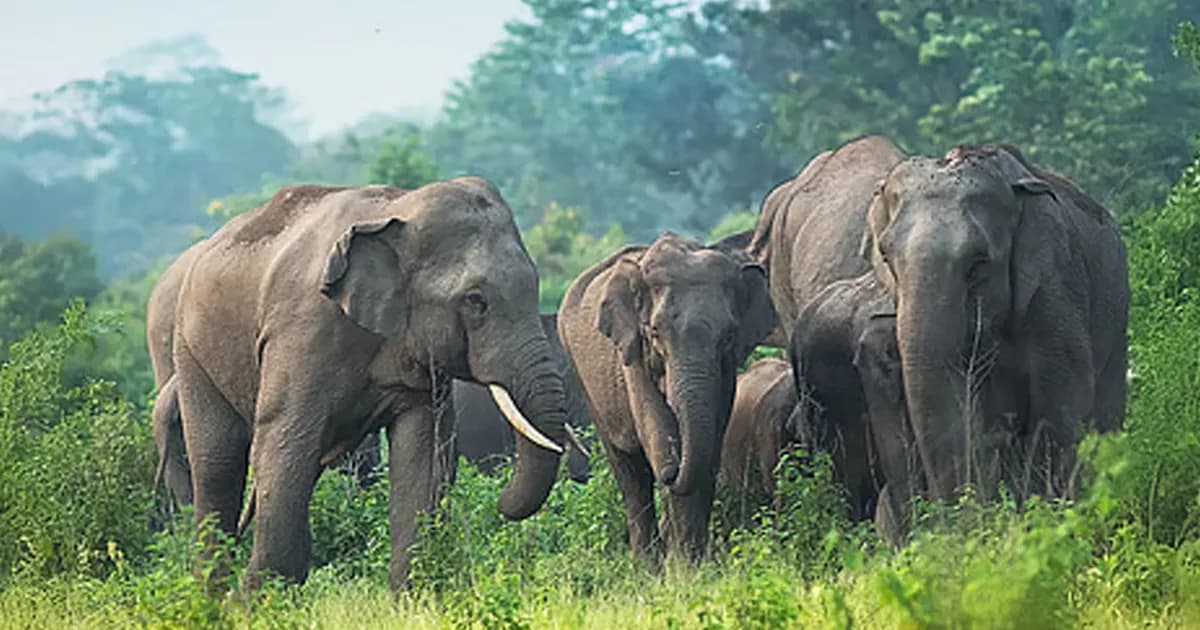 মায়ের মৃত্যুতে শাবকের কান্না, ছুটে এলো হাতির পাল