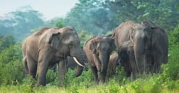 মায়ের মৃত্যুতে শাবকের কান্না, ছুটে এলো হাতির পাল