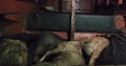 বাসের বক্সে ৪৭টি ছাগলের মৃত্যু, জরিমানা সুপারভাইজার ও ব্যবসায়ীকে