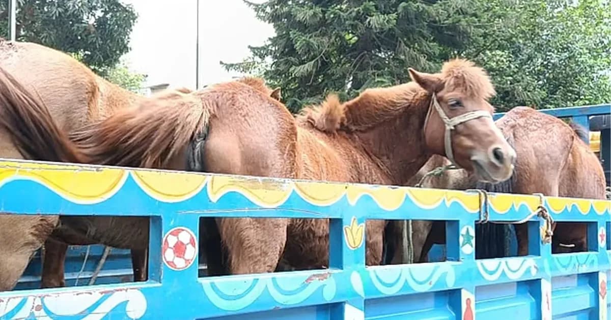 গোপনে জবাই করে ঘোড়ার মাংস বিক্রি, ৯টি ঘোড়া উদ্ধারসহ আটক ৫