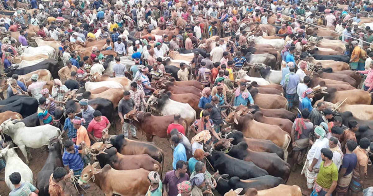 শিয়ালমারী পশুহাটে অজ্ঞান পার্টির খপ্পরে গরু ব্যবসায়ী