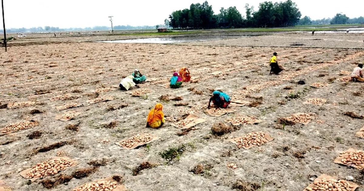 মৌসুমের আগেই বগুড়ায় আগাম আলুর হাট, কম দামে বিপাকে চাষিরা