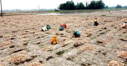 মৌসুমের আগেই বগুড়ায় আগাম আলুর হাট, কম দামে বিপাকে চাষিরা