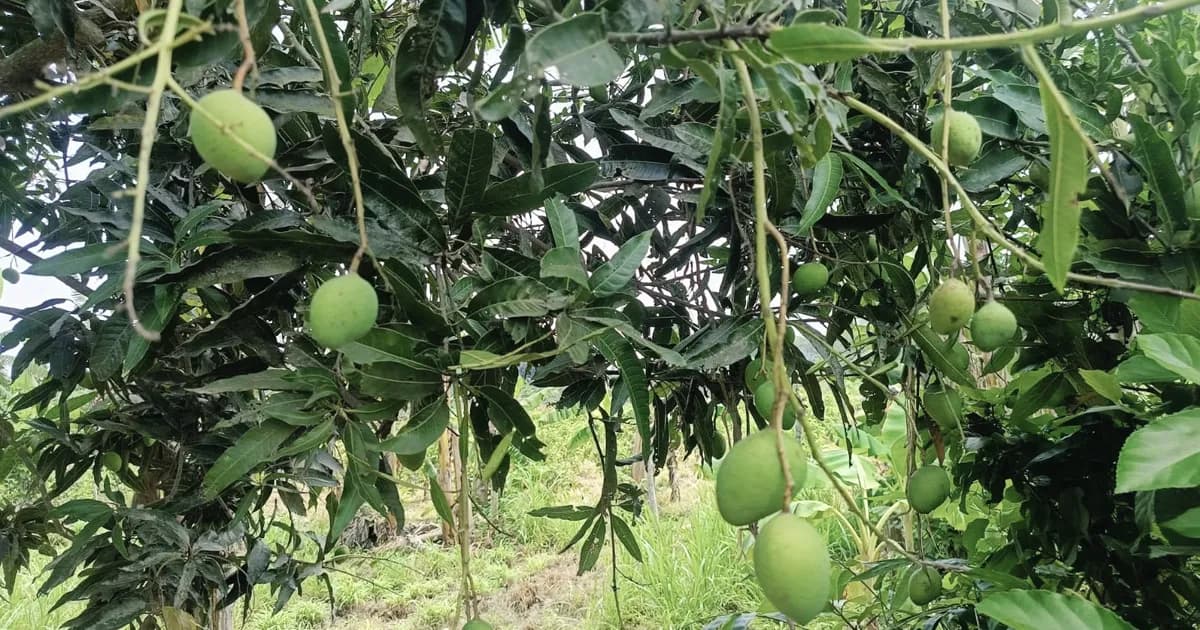 জীবননগরে আমের বাম্পার ফলনের আশা ভেঙে দিচ্ছে তাপদাহ