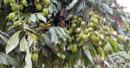 পাকার আগেই ফেটে যাচ্ছে লিচু, চাষিদের কপালে চিন্তার ভাঁজ