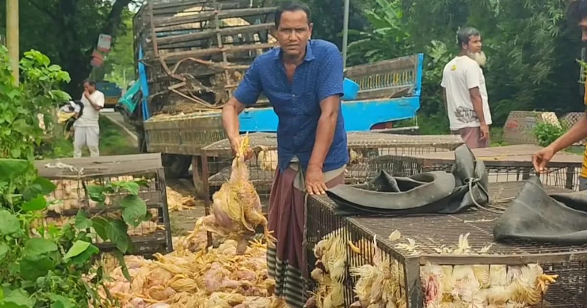 বরিশাল-পটুয়াখালী মহাসড়কে মুরগিবোঝাই ট্রাক খাদে, নিহত ১