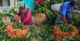 ফলন বিপর্যয়ের শঙ্কায় কাপাসিয়ার লিচু চাষিরা
