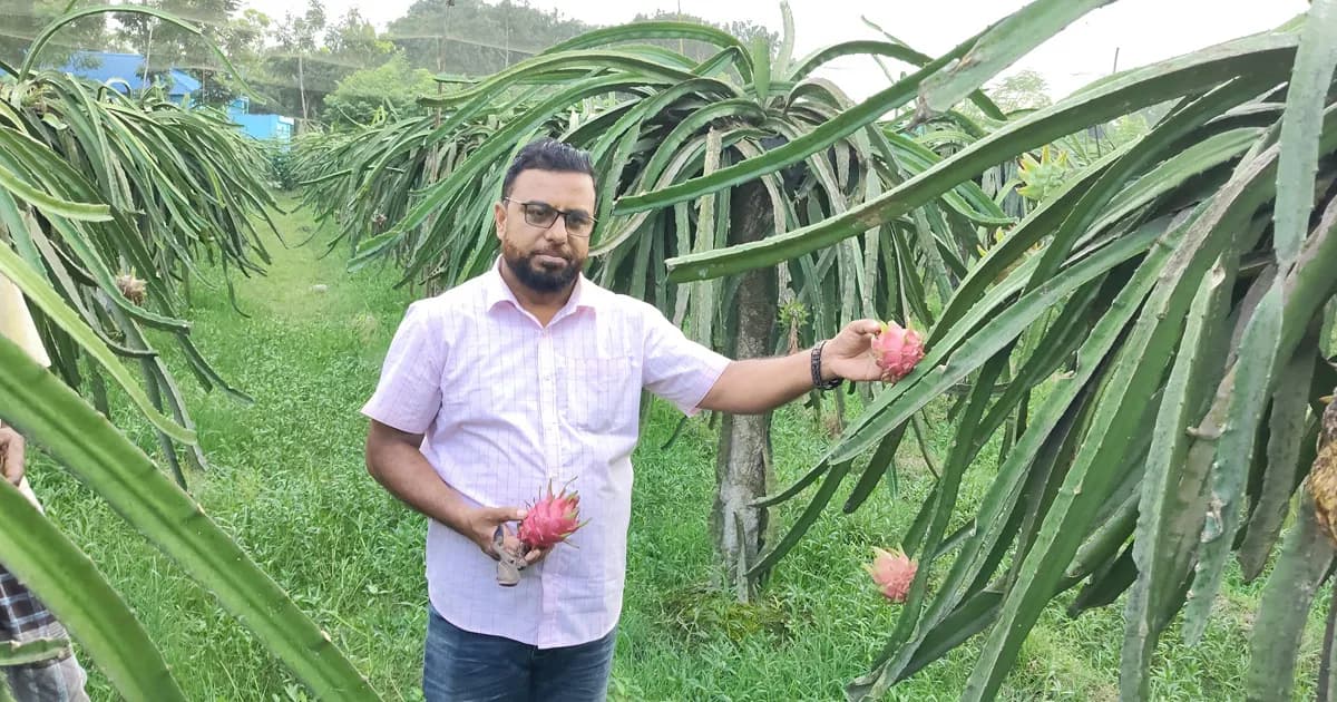 ক্লাস শেষে ড্রাগন বাগানে ছুটে যান শিক্ষক, আয় ১৪ লাখ