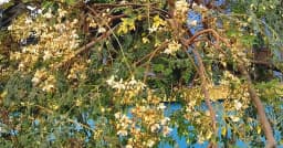 সজনের পাপড়িতে প্রাকৃতিক রঙ, পুষ্টিতে মানবদেহের প্রতিরক্ষা