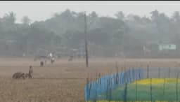 মেহেরপুরে শীতের তীব্রতায় জনজীবন নাকাল