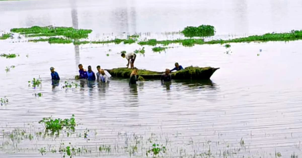 টানা বৃষ্টি ও ঝড়ে কৃষকের সোনালি স্বপ্ন ভাসছে পানিতে