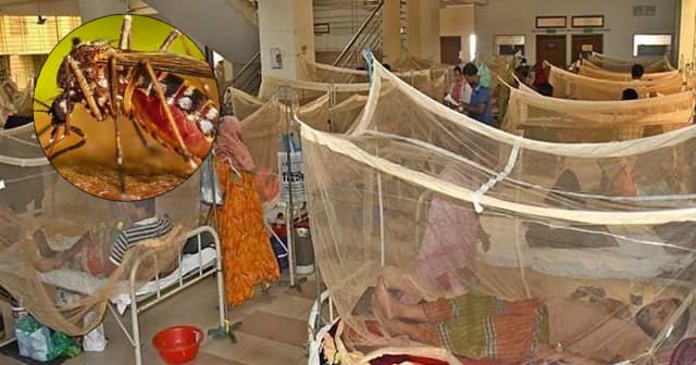 ২৪ ঘণ্টায় ডেঙ্গুতে আরও ৩ জনের মৃত্যু, হাসপাতালে ৬৮৫