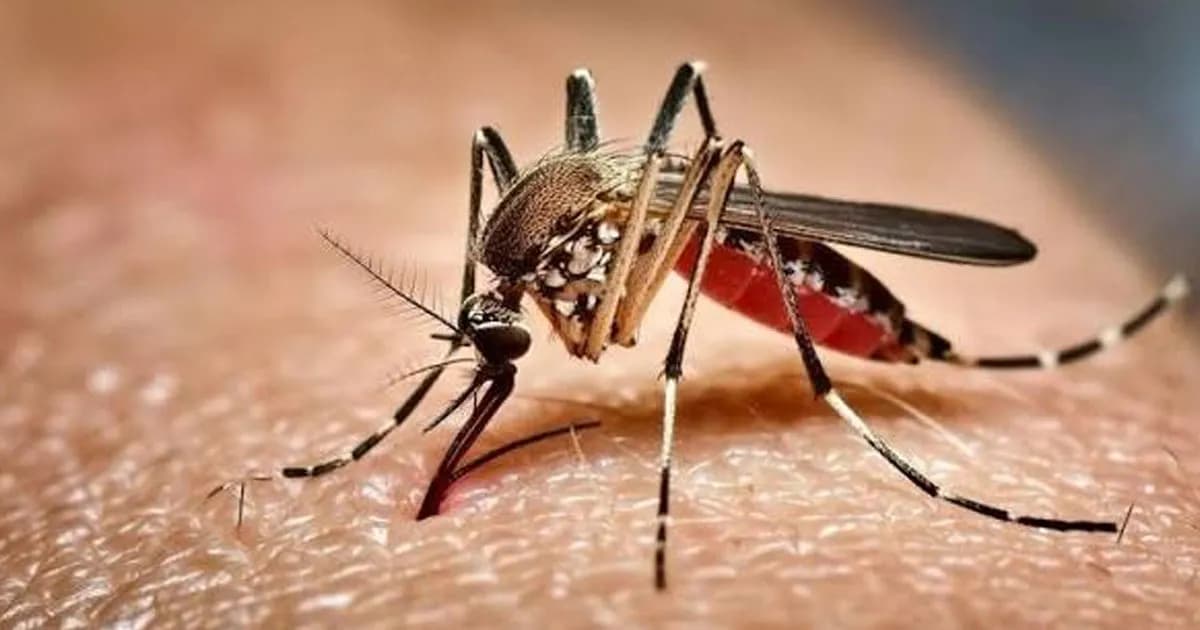 ডেঙ্গুতে আরও ৩ জনের মৃত্যু, হাসপাতালে ভর্তি ১ হাজার ৪৬৩