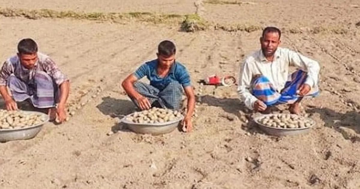 নীলফামারীতে লোকসানের পরও ঝুঁকি নিয়ে আগাম আলু চাষে ব্যস্ত কৃষকরা