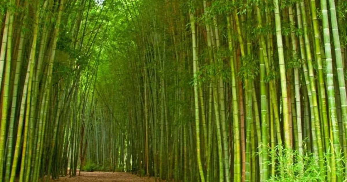 আজ বিশ্ব বাঁশ দিবস