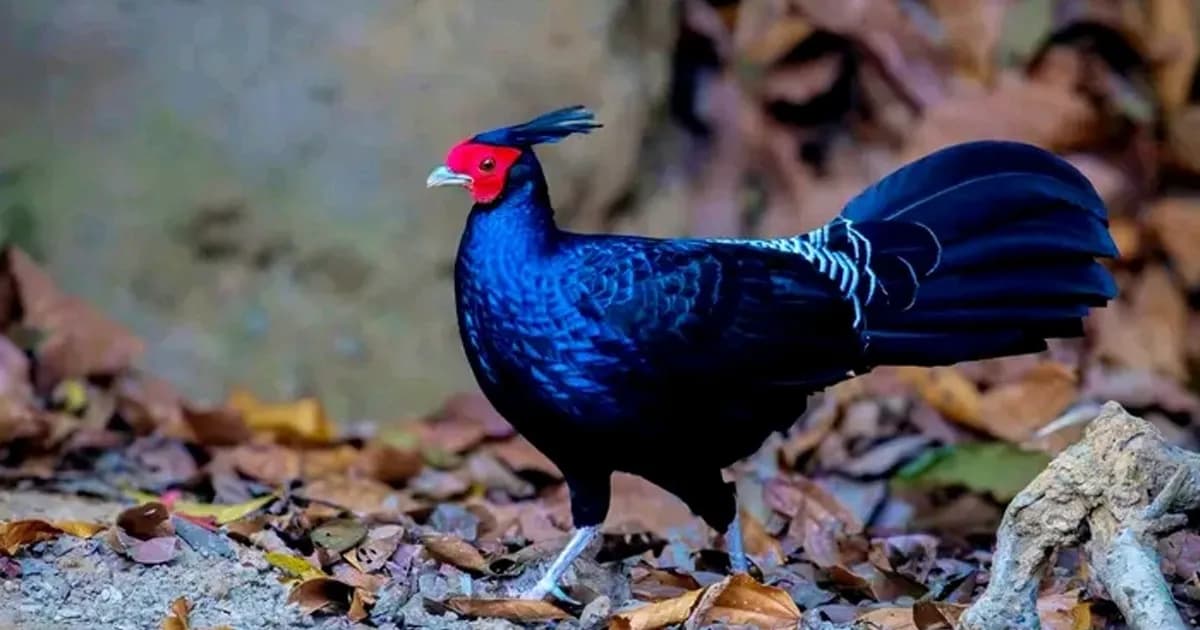 চুনারুঘাটে নজরকাড়া রঙের বিরল আবাসিক পাখি 'কালো মথুরা'