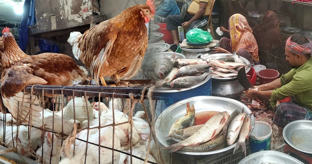 মাছ-মুরগির দামে অস্থিরতা, শুক্রবার এলেই বাড়ছে চাপ ক্রেতার পকেটে