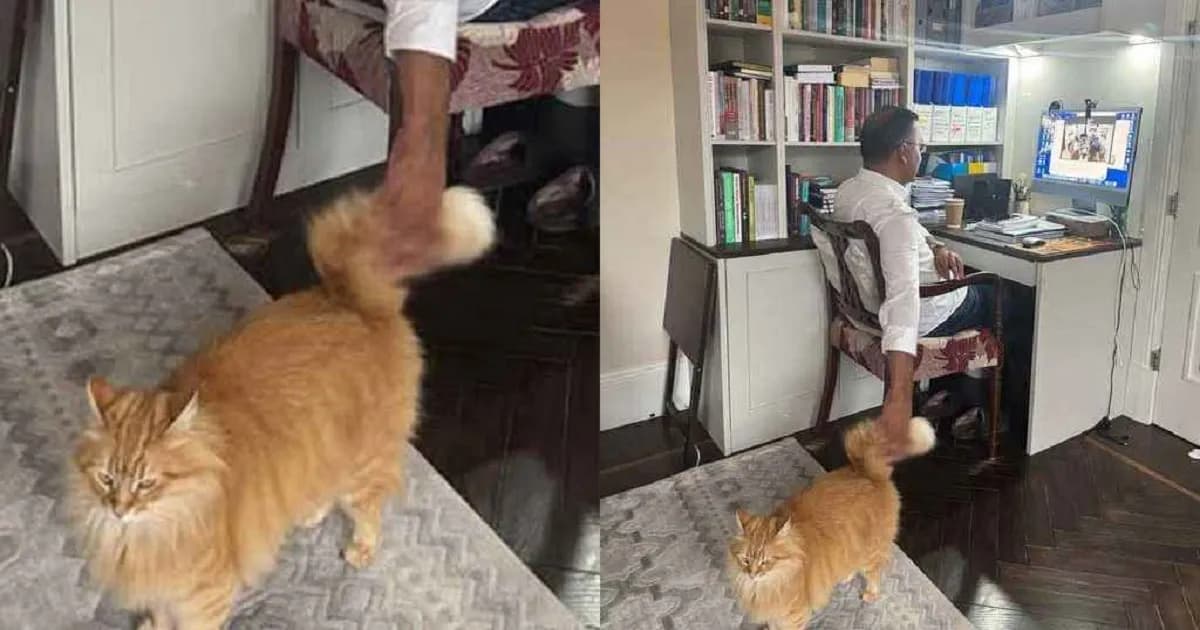 ভাইরাল সেই বিড়ালটি কার, জানালেন তারেক রহমান