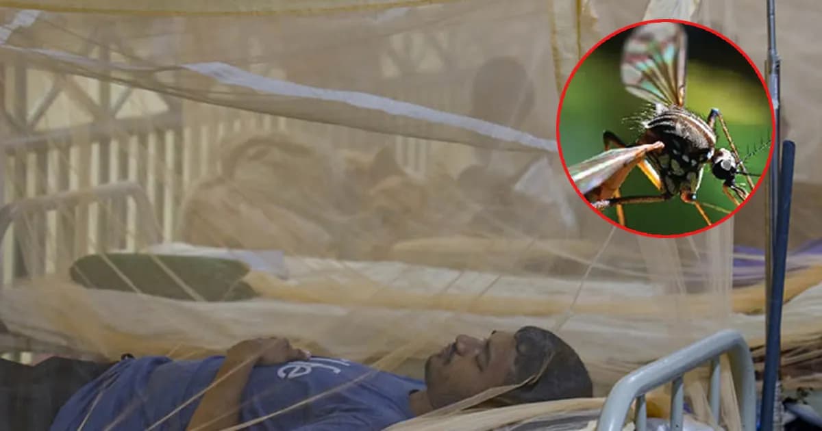 ডেঙ্গুতে আরও ৬ জনের মৃত্যু, হাসপাতালে ভর্তি ৭৮৮