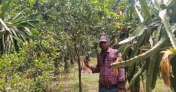 রুহিয়ায় মিশ্র ফল চাষে সাফল্যের নজির আশিক মল্লিকের