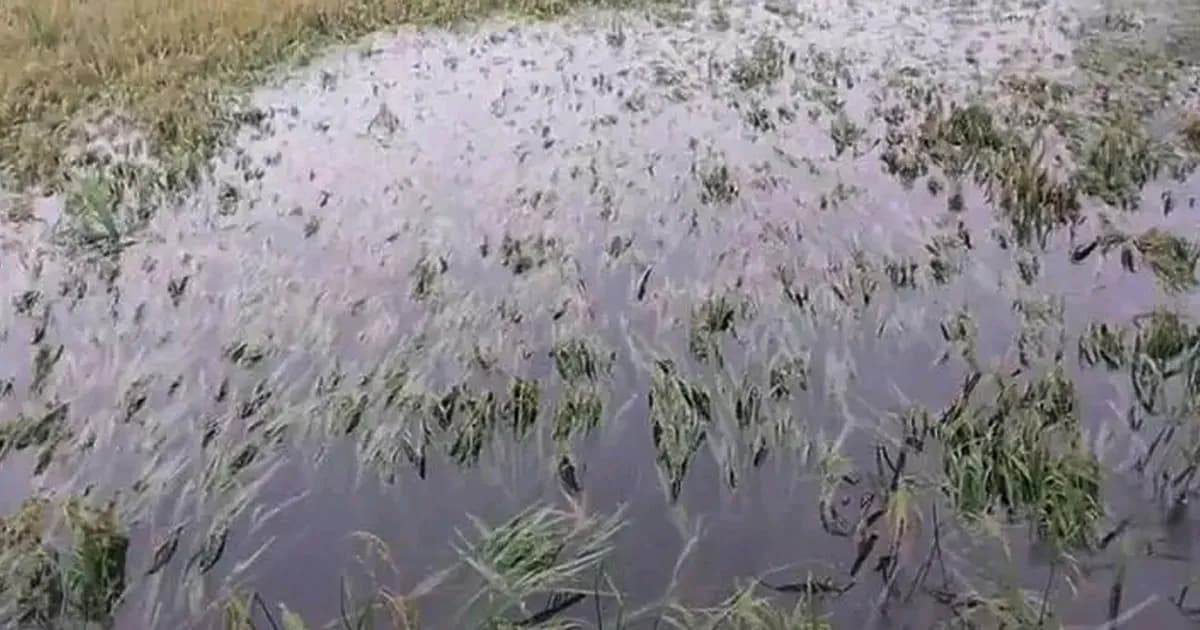 জলাবদ্ধতায় গৌরীপুরে বোরো ধান ডুবি, দুশ্চিন্তায় শতাধিক কৃষক