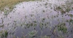 জলাবদ্ধতায় গৌরীপুরে বোরো ধান ডুবি, দুশ্চিন্তায় শতাধিক কৃষক