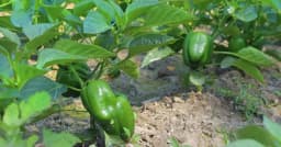 ভোলার চরে ক্যাপসিকাম বিপ্লব