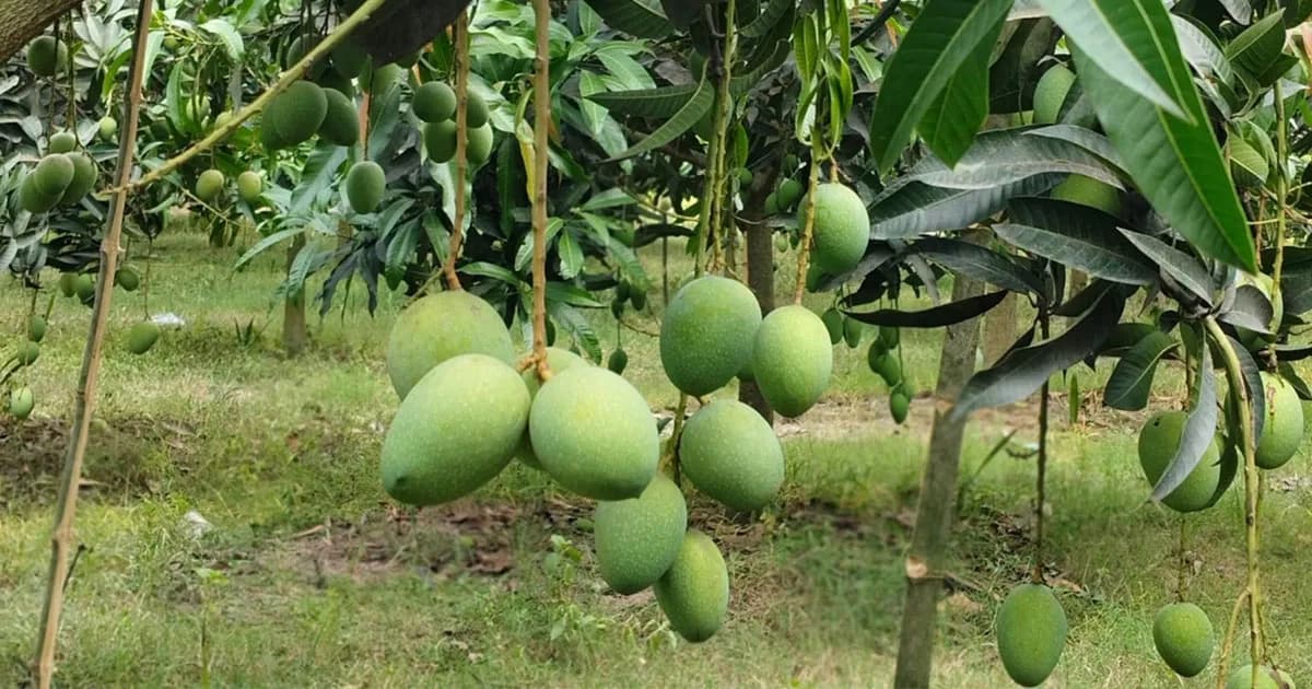 আম উৎপাদনে বাংলাদেশ ভাঙতে পারে অতীতের সব রেকর্ড