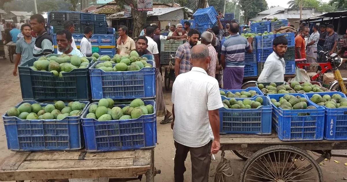 ফুলবাড়ীতে ১৫ কোটি টাকার হাঁড়িভাঙা আম বেচাকেনার সম্ভাবনা