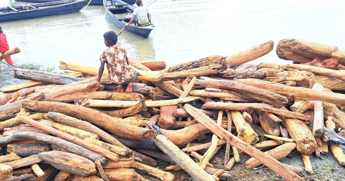 কুড়িগ্রামে কালজানি নদীতে ভেসে আসছে গাছের গুড়ি ও গরু