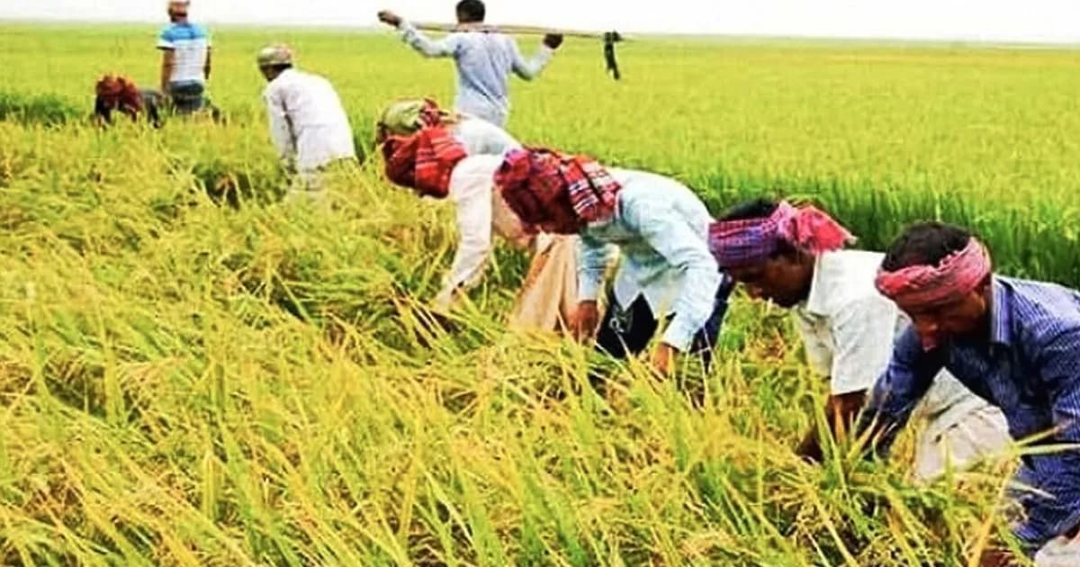হাওরে বন্যার আশঙ্কায় ধান কাটার ধুম, চিন্তিত কৃষকরা