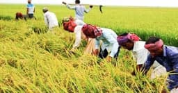 হাওরে বন্যার আশঙ্কায় ধান কাটার ধুম, চিন্তিত কৃষকরা