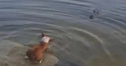 বাগেরহাটে কুমিরের মুখে কুকুর, দুর্ঘটনা নাকি ইচ্ছাকৃত?