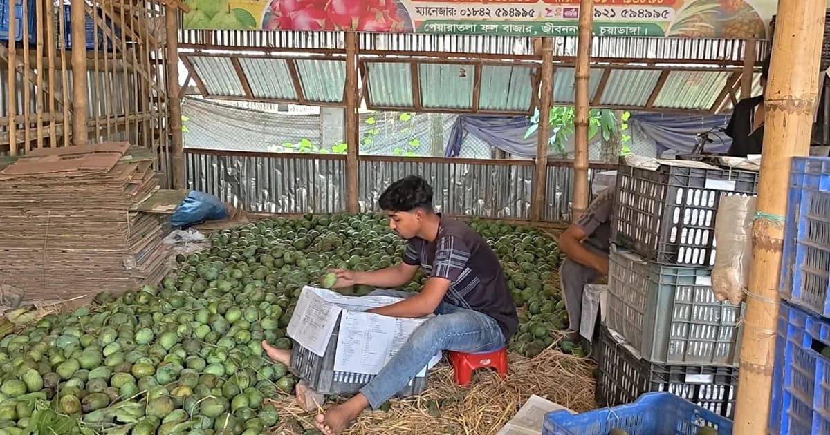 চুয়াডাঙ্গায় আমের বাজারে ধস, দামে বড় পতনে হতাশ কৃষকরা