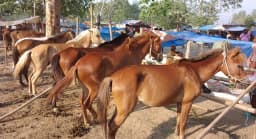 ঐতিহ্যবাহী ফুলবাড়ীর বুড়া চিন্তামন ঘোড়ার মেলা, ক্রেতা সংকটে বিক্রেতারা